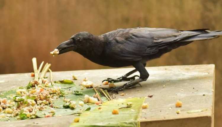 What happens if crows are fed daily?