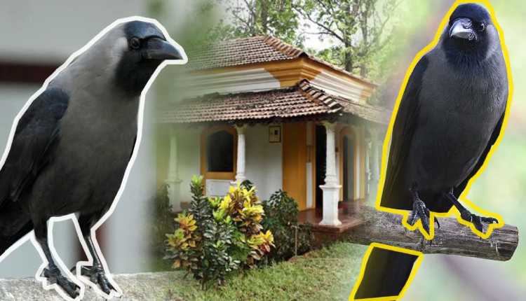Do you know the meaning behind the crow crowing repeatedly in front of the house?