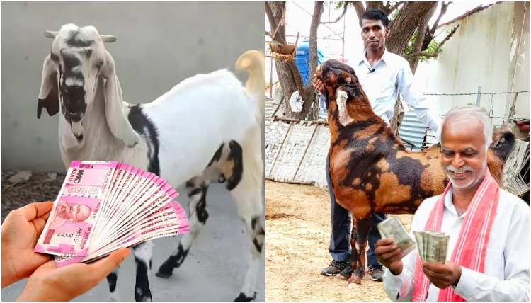 Totapari and Sirohi Goat Farming Business Ideas Explained in Kannada.